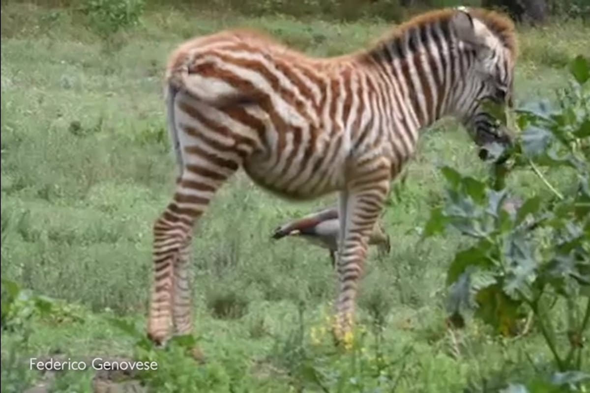 Fue divisado en el lago Naivasha, un lago de agua dulce cercano a su casa, en Kenia