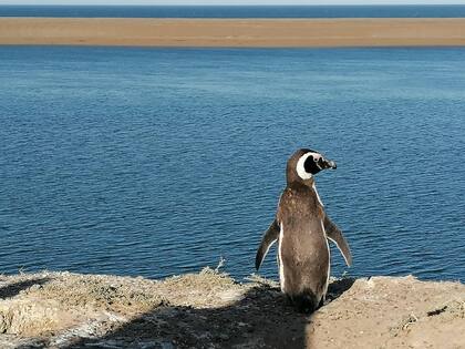...fue el comienzo de un amor profundo por la Patagonia: “Esa zona tan natural y salvaje y primigenia se pudo llegar a convertir un poco en mi hogar”
