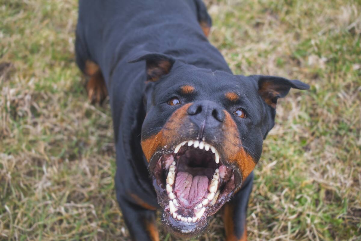 Fue en Rosario, el perro estaba en la casa para ser cruzado con otra perra