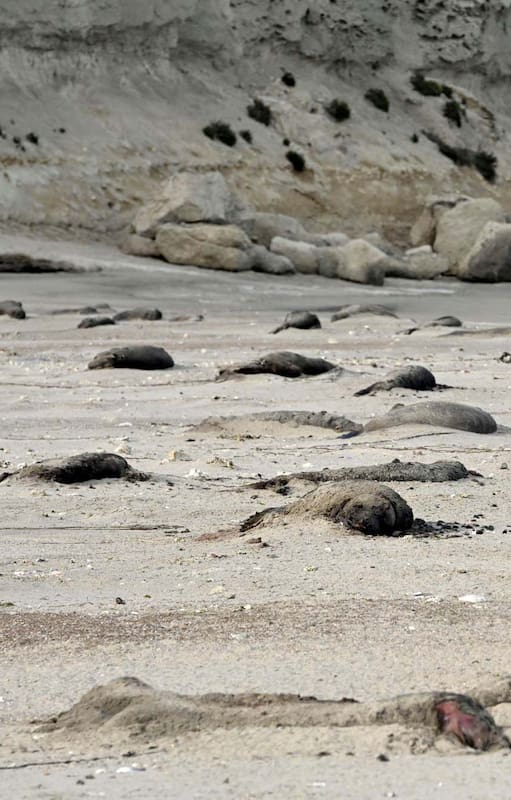 Fue extrema la mortalidad de crías de elefante marino en la Península Valdés por el virus de influenza aviar H5N1