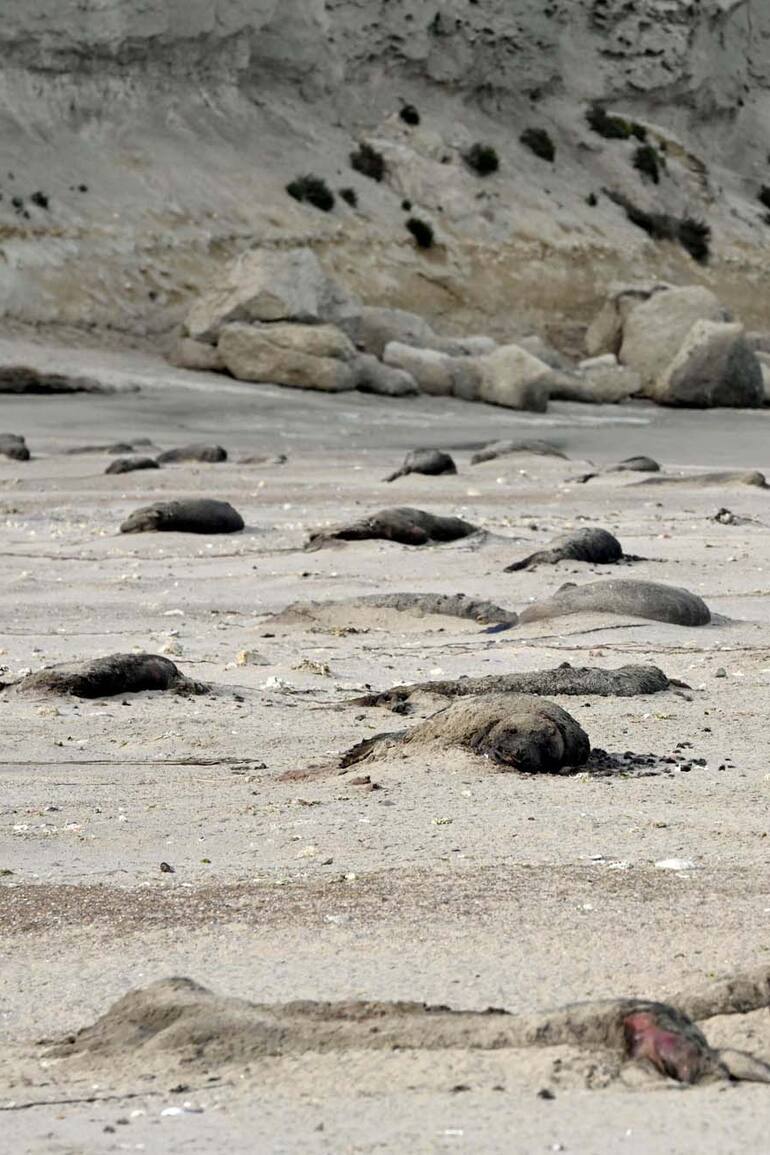 Fue extrema la mortalidad de crías de elefante marino en la Península Valdés por el virus de influenza aviar H5N1