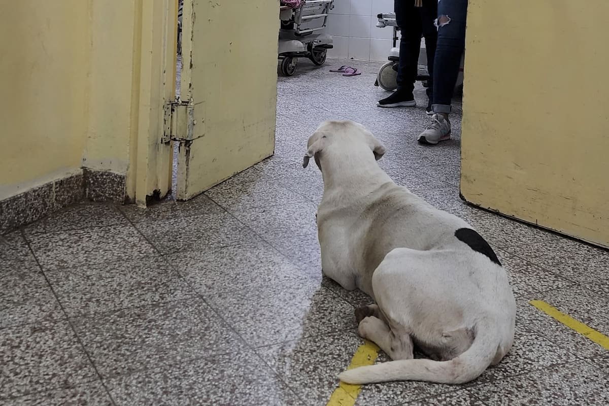 Fue internada de urgencia, su mascota fue a verla al hospital y la imagen se volvió viral: “Es su compañera de vida”. Foto/Twitter @legnarrow