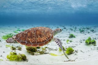 Fue la isla privada de un mega famoso pero cuando murió volvieron las tortugas: más de 15.600 crías nadaron otra vez en la Polinesia