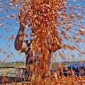 La Argentina vive un veranito de exportaciones de maíz por los problemas de Ucrania con la guerra