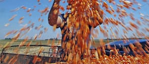 La Argentina vive un veranito de exportaciones de maíz por los problemas de Ucrania con la guerra