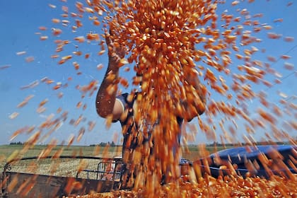 China necesita maíz para compensar la ausencia de la oferta de Ucrania y podría obtenerlo en Brasil