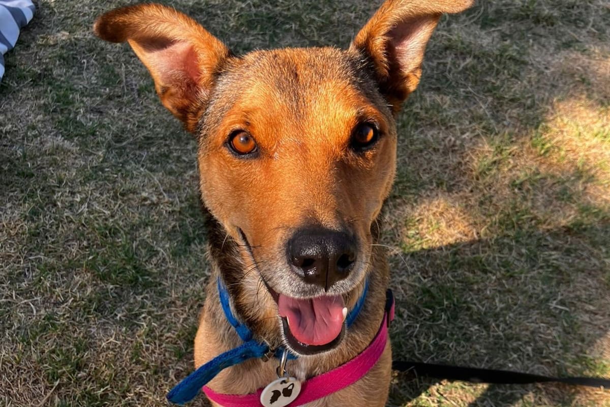 Fue rescatada tras desmayarse en la calle embarazada de seis cachorros y ahora busca un hogar para siempre (Foto: Instagram @patitasalrescate)