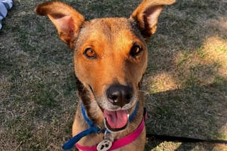 Se desplomó en la calle con seis cachorros en su panza y, después de salvarlos, espera una familia para ella