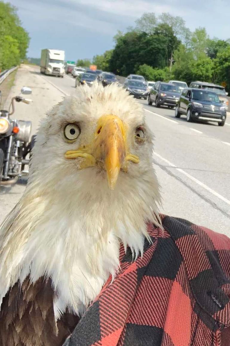 "Fue simplemente increíble sostener a ese pájaro y que estuviera tan tranquilo”.