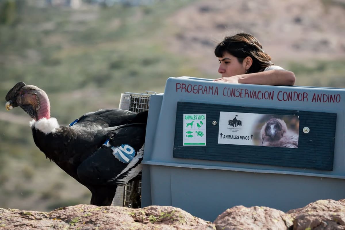 “Fue súper emocionante verlo regresar a las sierras de la Patagonia que él ya conoce y habitó", contó Camila Benítez, guardaparque que participo en la liberación