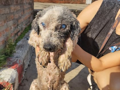 "Fue un milagro que alguien lo escuchara".