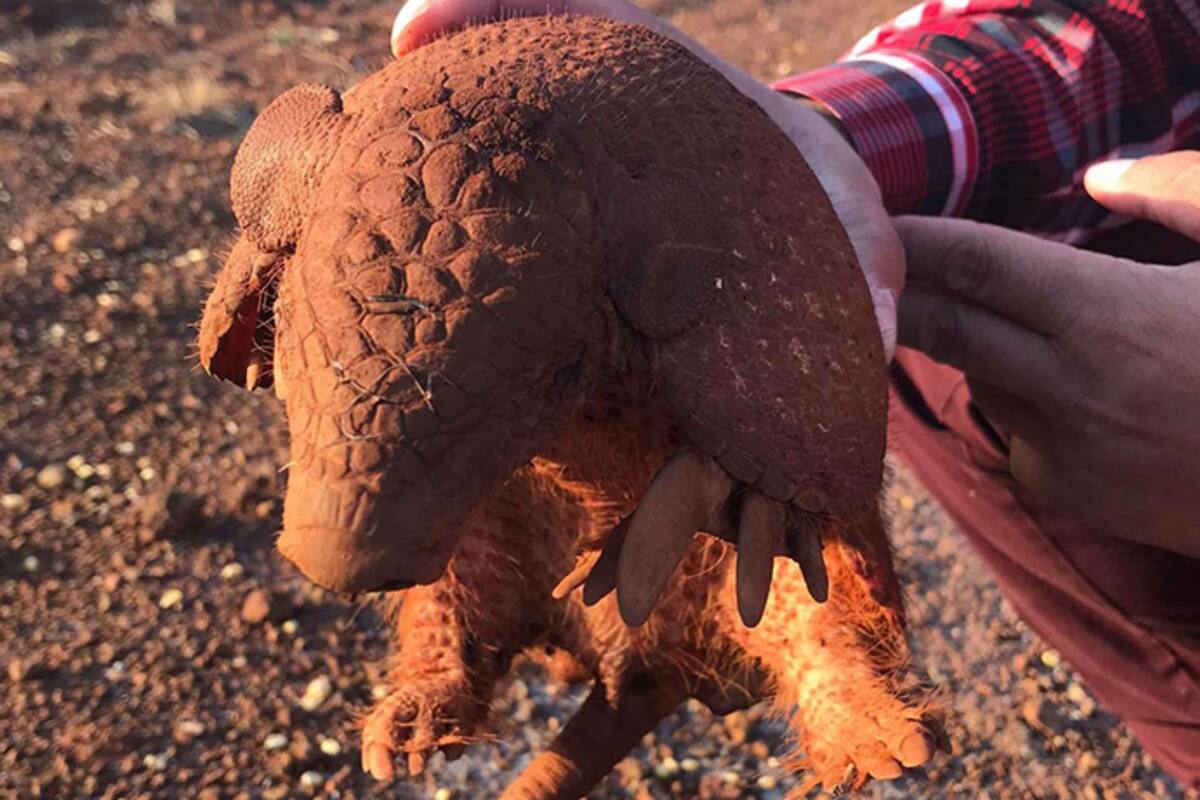 Fuente: Cledson Oliveira Matias