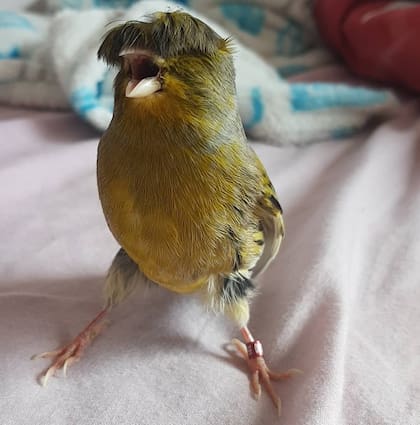 Fuente: Instagram @barrybirb