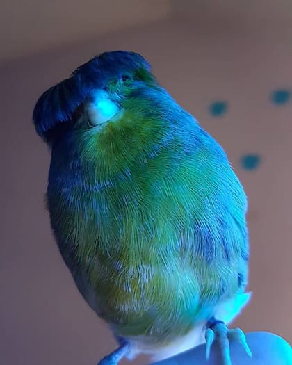 Fuente: Instagram @barrybirb