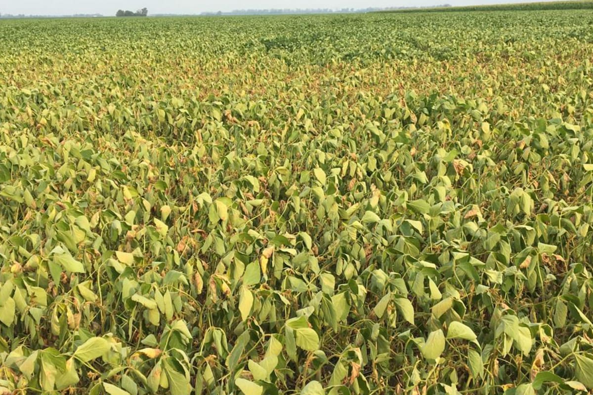 Fuentes, Arnold, Casilda, entre las localidades donde la soja sufre la falta de lluvias