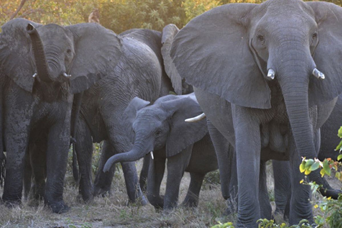 Fuentes oficiales aseguraron que se sospecha que estos individuos se encontraban cazando rinocerontes