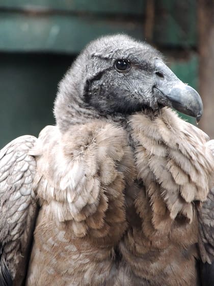 Fuera de riesgo: pichón de cóndor criado en el Ecoparque de la ciudad.