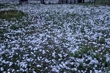 Un violento fenómeno con mucho granizo mató a decenas de animales y dejó graves daños
