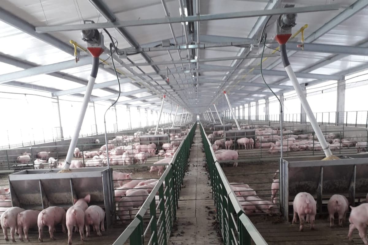 Fueron 50 los cerdos robados al productor cerca de Río Cuarto, Córdoba