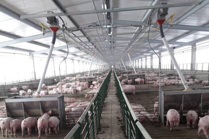 Fueron 50 los cerdos robados al productor cerca de Río Cuarto, Córdoba