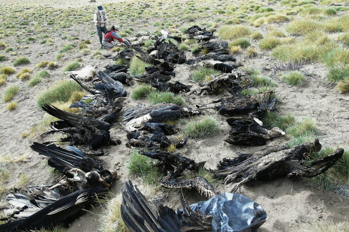Fueron encontrados parcialmente quemados en un campo; investigan si se trató de una práctica empleada por algunos puesteros para eliminar potenciales riesgos para el ganado; hay un detenido