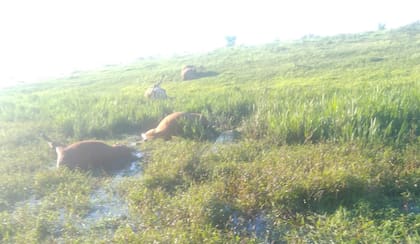 “Fueron los de Prefectura y la Policía los que se tirotearon con los delincuentes cuando ya habían matado mis vacas. Por eso huyeron y dejaron los animales enteros en el lado argentino”, explicó Herrera