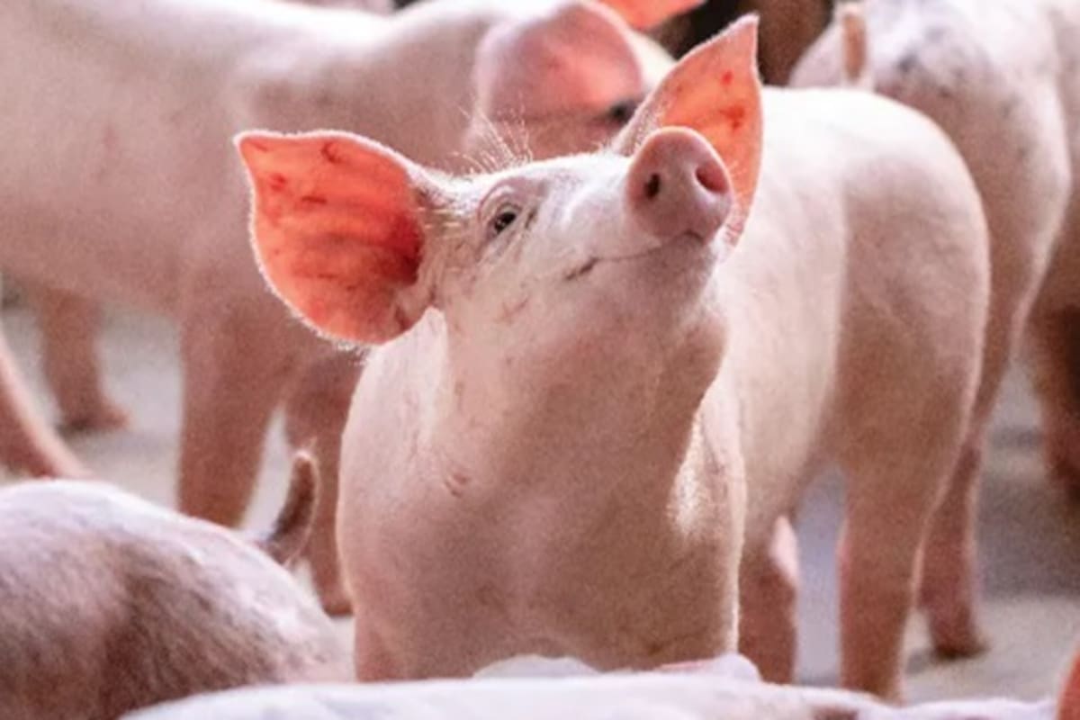 Fueron ocho cerdos los que participaron del experimento