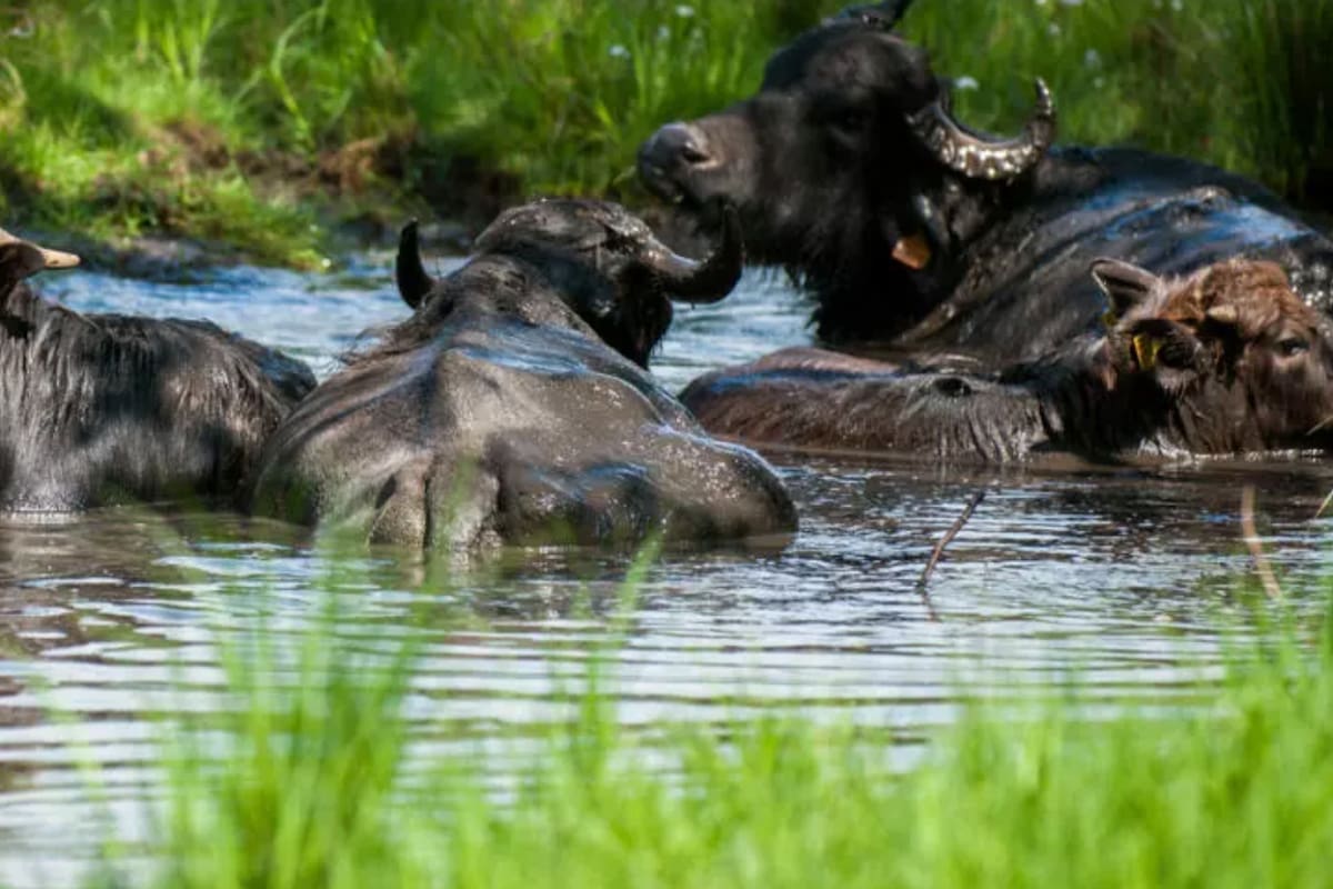 Fueron tres los búfalos de agua a los que se les detectó la enfermedad virósica