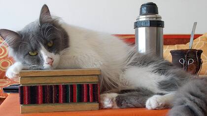 Fuerte y lleno de energía. Así está hoy el gato de Carina