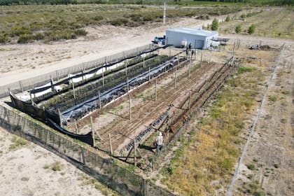 “Fuimos los pioneros en implantar pistachos en la zona pero enseguida se generó un efecto de bola de nieve", dijeron