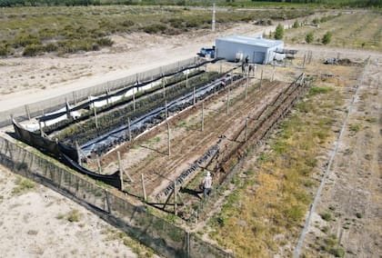 “Fuimos los pioneros en implantar pistachos en la zona pero enseguida se generó un efecto de bola de nieve", dijo