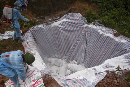 Funcionarios vientamitas tiran desinfectante sobre cerdos muertos por la fiebre porcina africana