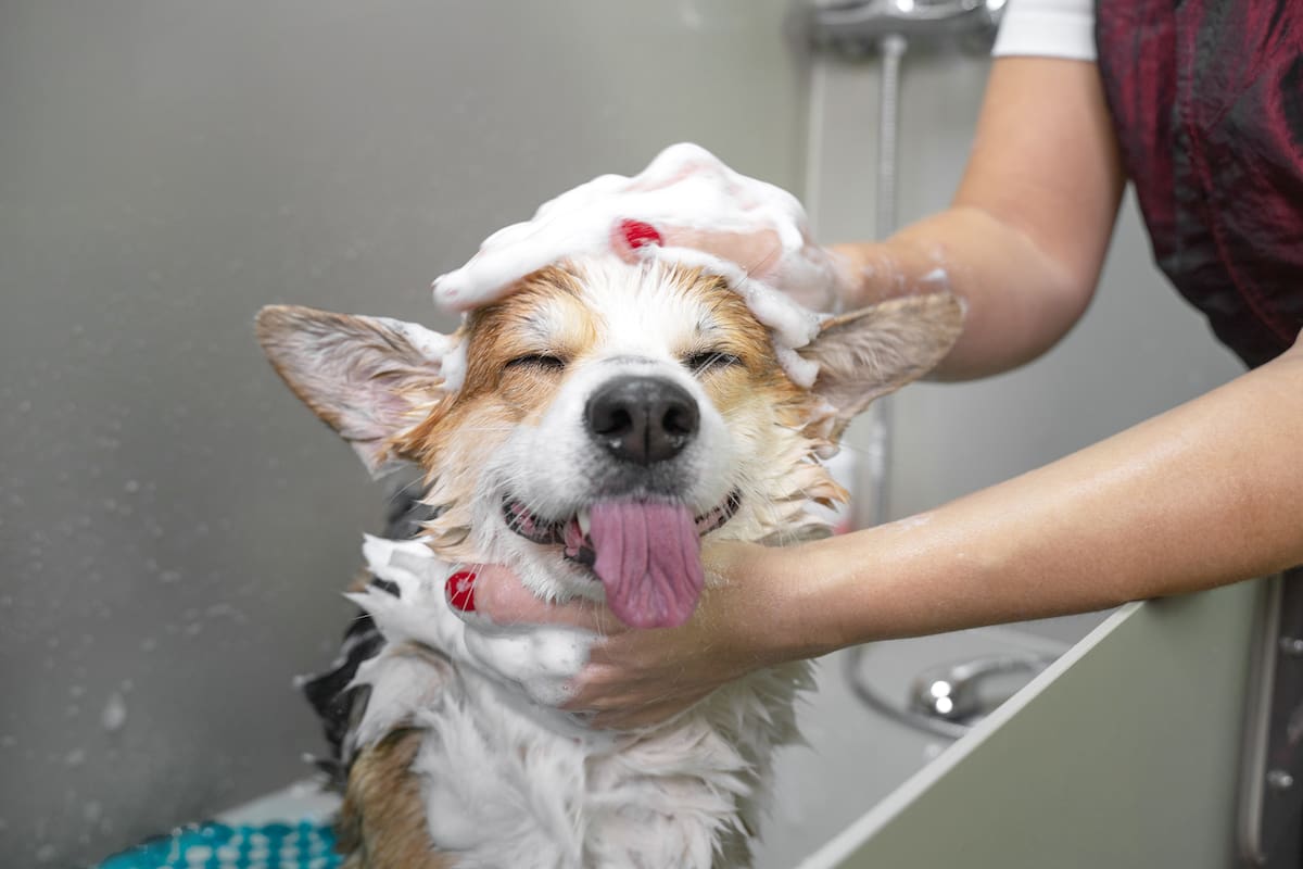 Funny portrait of a welsh corgi pembroke dog showering with shampoo. Dog taking a bubble bath in grooming salon.