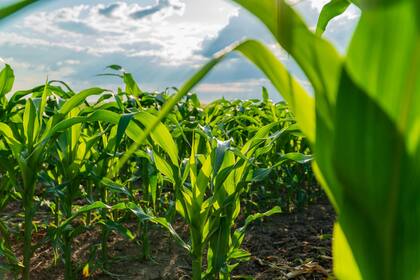 Futuros del maíz, la soja y el trigo suben gracias a caída del dólar