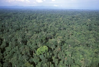 Gabón es uno de los lugares con mayor biodiversidad del mundo, con una enorme reserva de plantas inexploradas y potencialmente medicinales