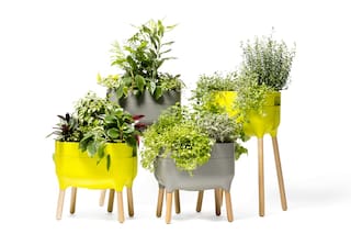 ¿Quién riega mis plantas cuando me voy de vacaciones?