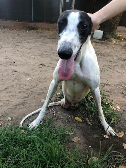 Gael espera una familia que lo adopte.