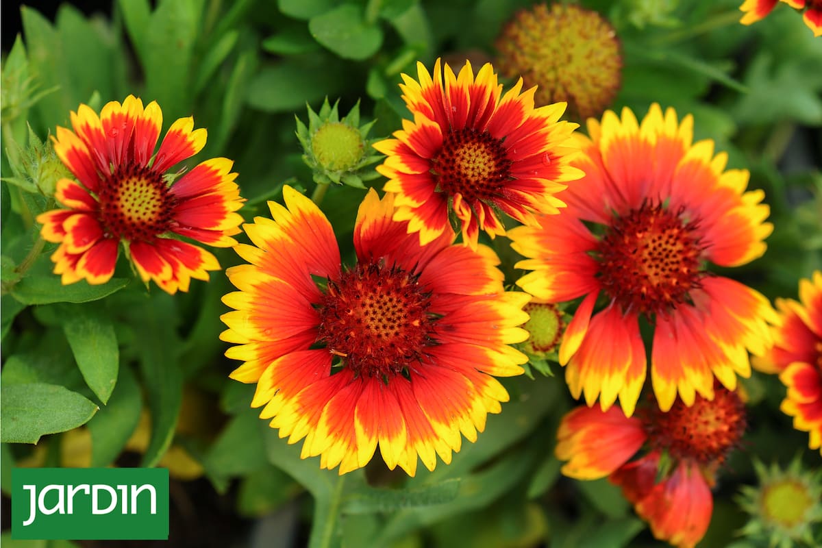 Gaillardia pulchella aporta un aire silvestre controlado, ideal para bordes y canteros soleados