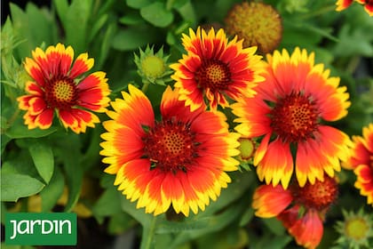 Gaillardia pulchella aporta un aire silvestre controlado, ideal para bordes y canteros soleados