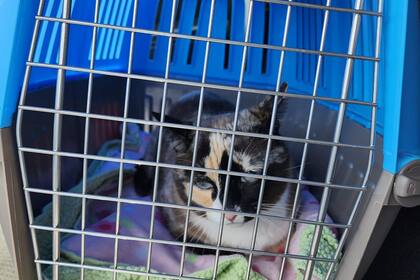 Galena, la gata aventurera que hizo un recorrido de mil kilómetros dentro un paquete (Foto Facebook Brandy Hunter)