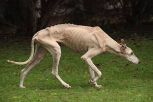 Galgos