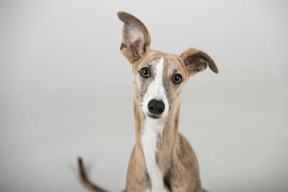 Galgo Inglés o Greyhound: consejos y cuidados sobre el perro más rápido del mundo
