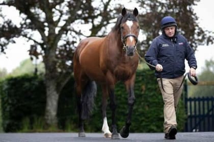 Galileo en Coolmore, la cabaña en la que su servicio no tiene precio desde 2008.