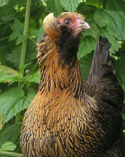 Gallina Araucana