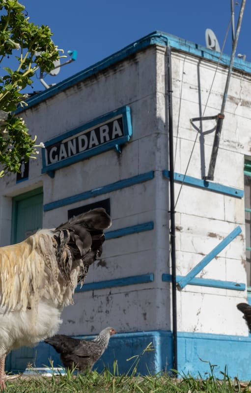 Gallinas sueltas en la estación de tren de Gándara.