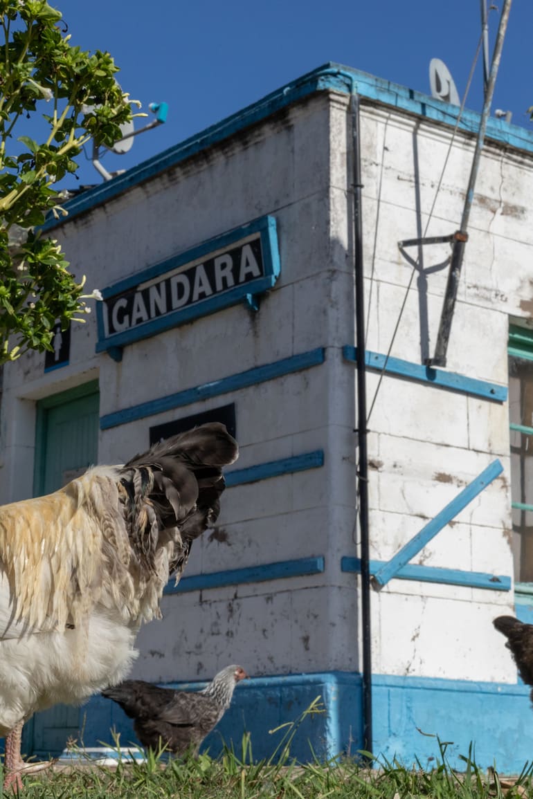 Gallinas sueltas en la estación de tren de Gándara.