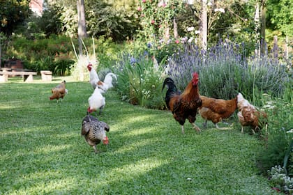 Gallinas y gallos paseando por un jardín hogareño.