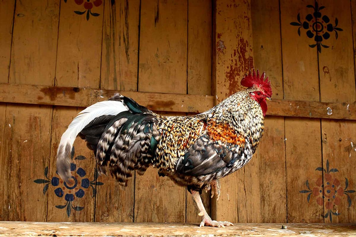 Gallo liberado en la mencionada fortaleza-monasterio. En Bután, los animales liberados no se pueden matar ni encerrar.