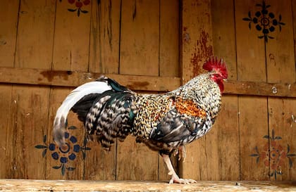 Gallo liberado en el monasterio Wangdue Phodrang Dzong. En Bután, los animales liberados no se pueden matar ni encerrar.
