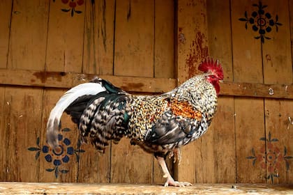 Gallo liberado en la mencionada fortaleza-monasterio. En Bután, los animales liberados no se pueden matar ni encerrar.